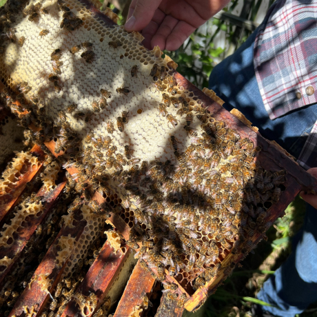 Sunflower honey harvested in the Gâtinais