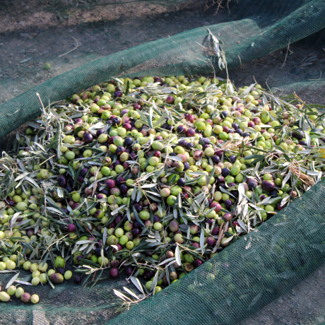 Virgin olive oil from mature olive