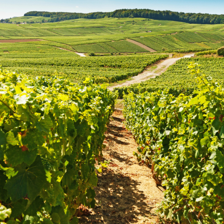 Champagne Tour d'Argent