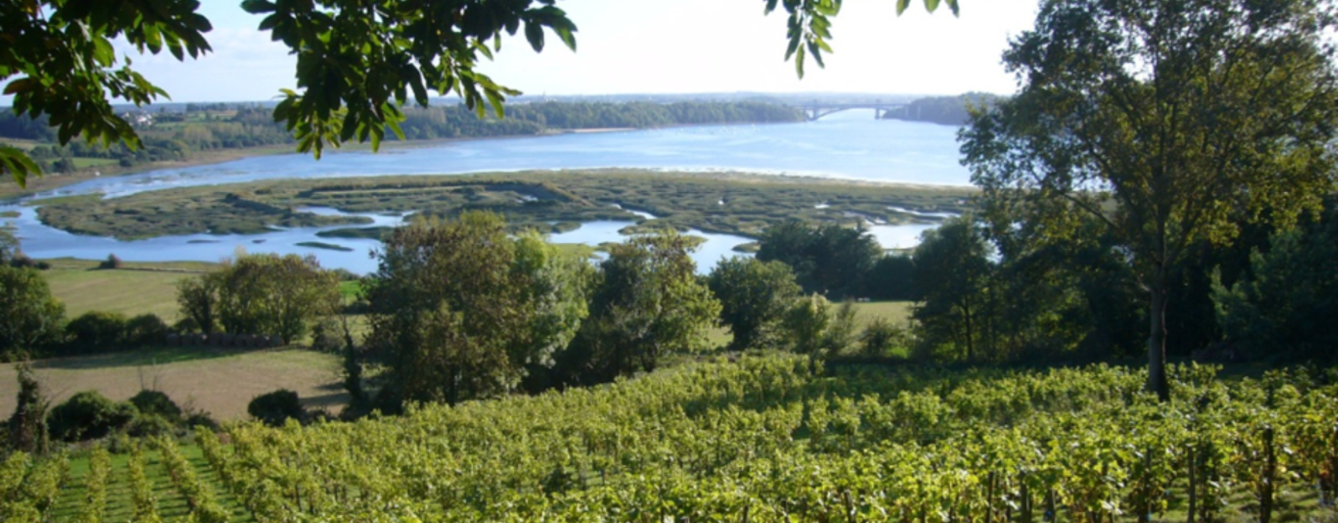 The atypical vineyards of France-img