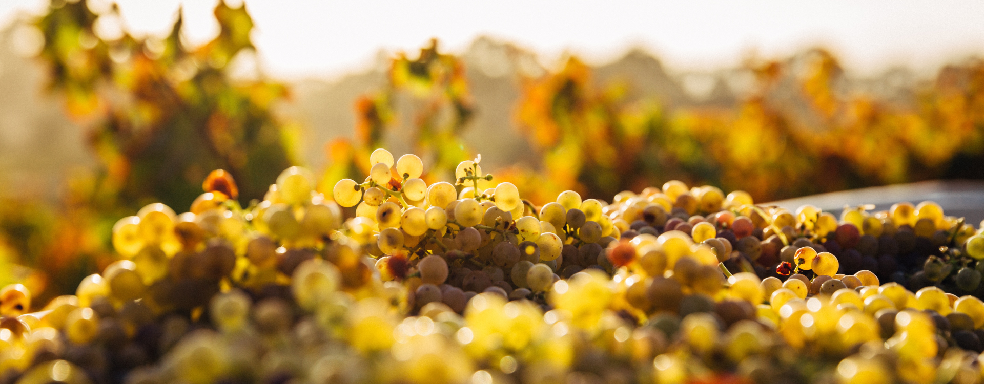 Qu’est-ce que le vin orange ?-img