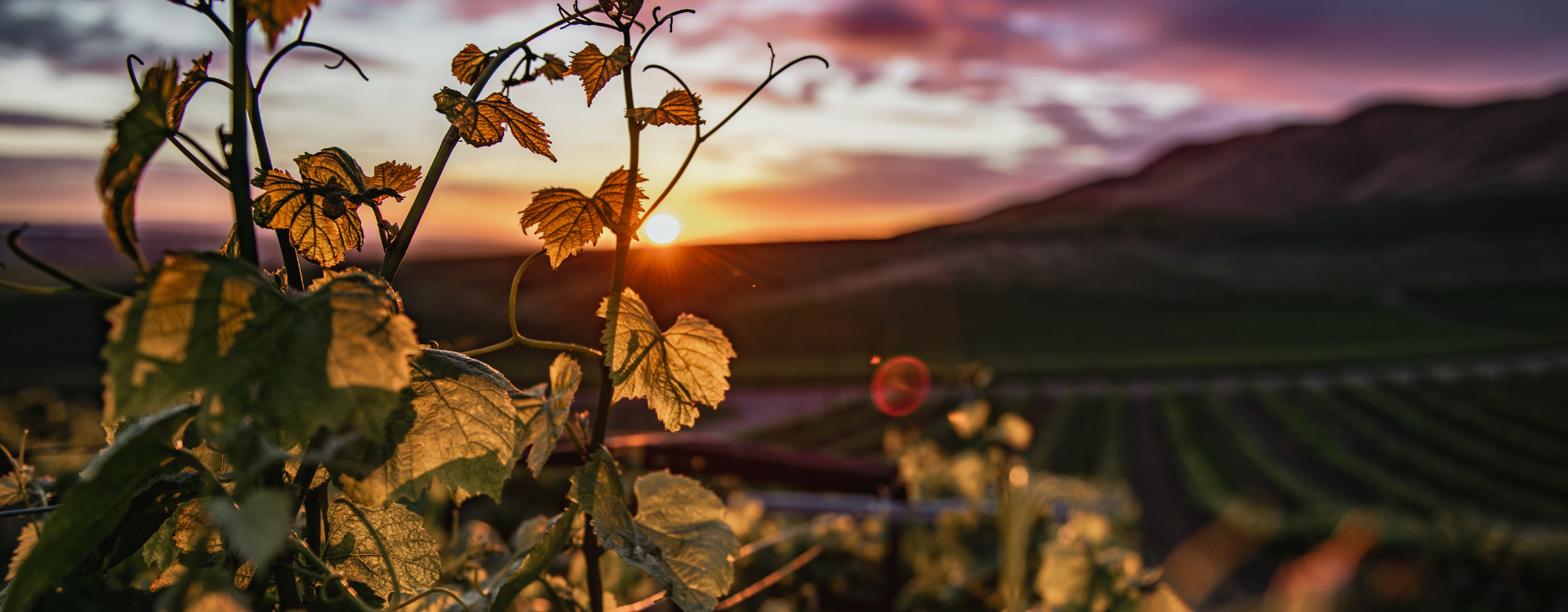 Le vignoble alsacien brille désormais de deux nouveaux grands crus rouges-img