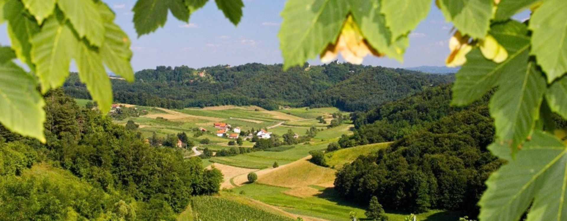 Les impacts du changement climatique dans nos vignes et dans nos verres-img