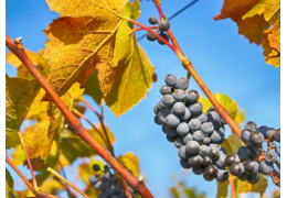 Bordeaux futures: with inclement weather, the vintage 2021 is still surprising