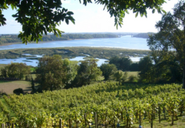 The atypical vineyards of France