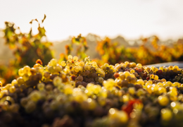 Qu’est-ce que le vin orange ?