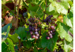 Le Beaujolais nouveau