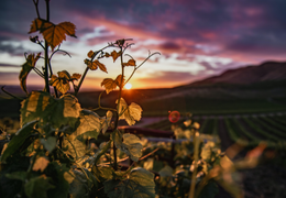 Le vignoble alsacien brille désormais de deux nouveaux grands crus rouges