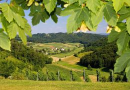 Les impacts du changement climatique dans nos vignes et dans nos verres